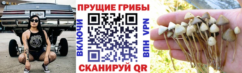 закладки  Покров  ссылка на мегу маркетплейс  Псилоцибиновые грибы мицелий 